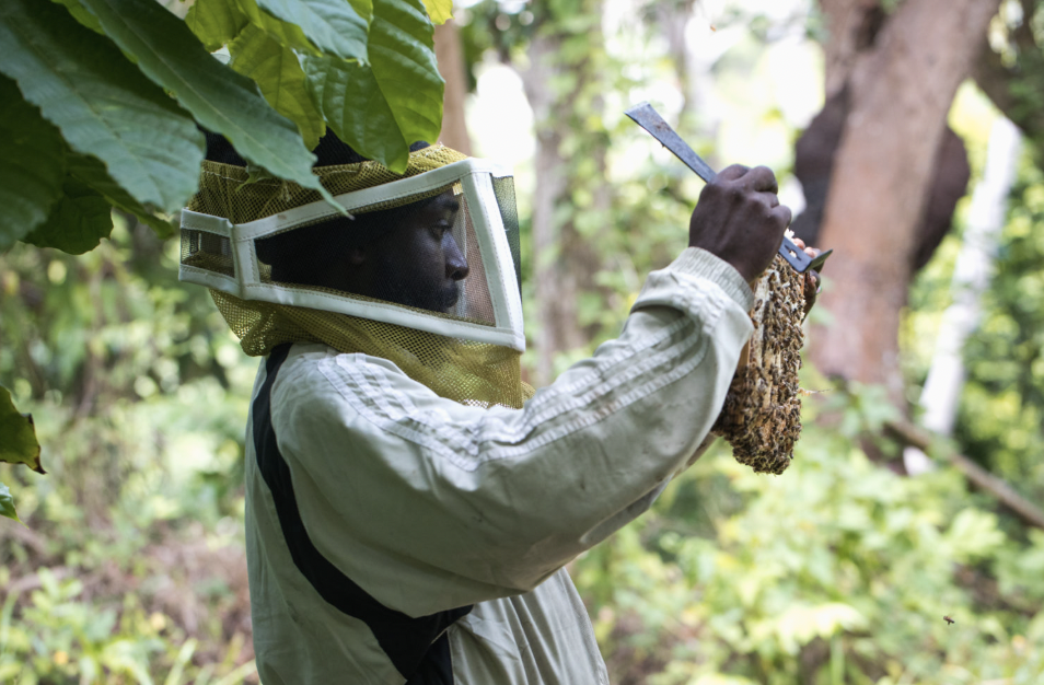 Exploring Grenada by Boat & Beyond - Beekeeping